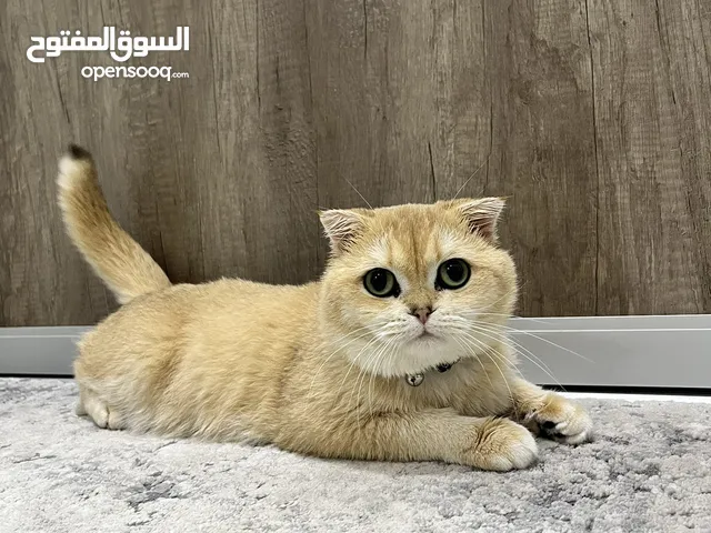 Golden Shaded Scottish Fold