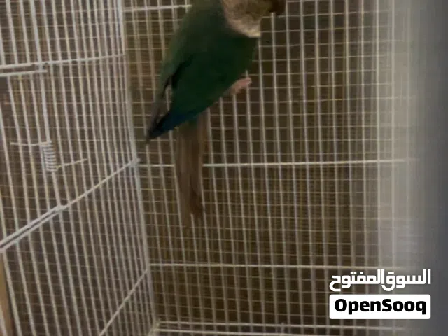 ببغاء كنيور تركواز اقرأ الوصف