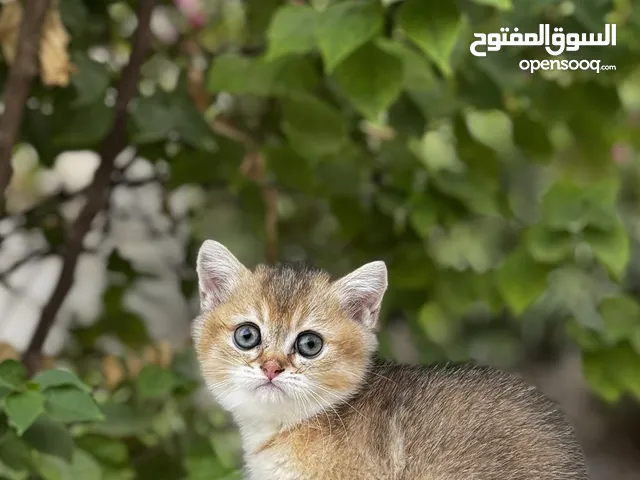 قطط ny12 من ا