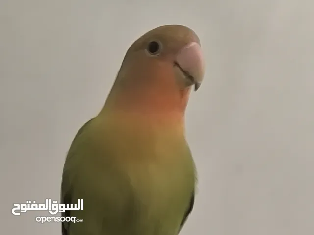 بغبغاء روز عمرة 6 شهور ب 12 ريال