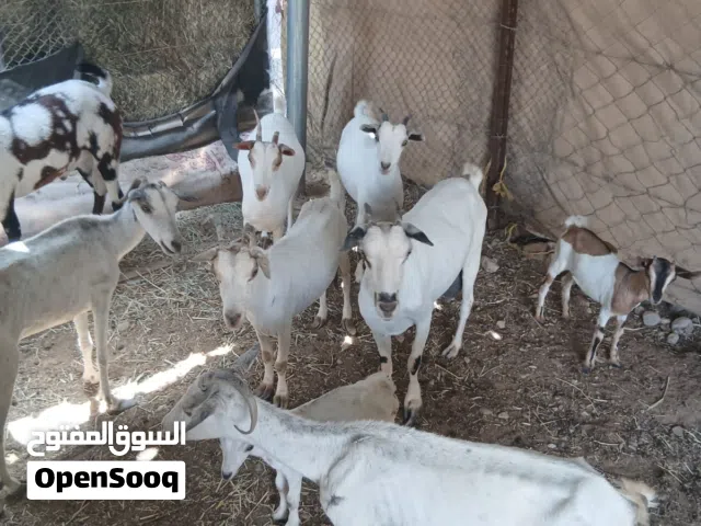حلال طيب صلنيات