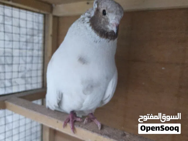 تار باحمر فول