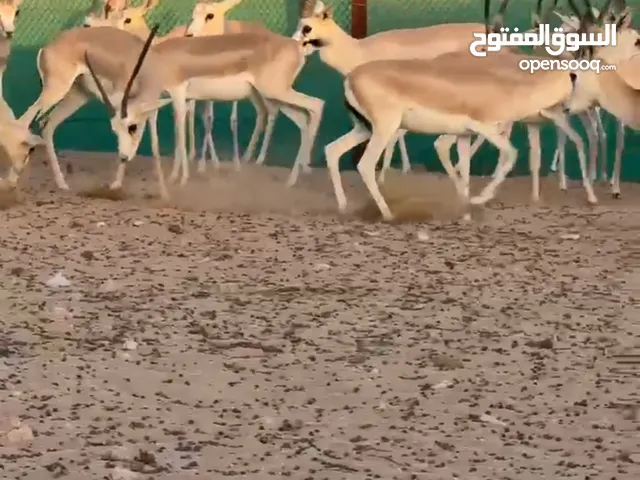 جميع انواع الغزلان الدماني و الريم وغيرهم