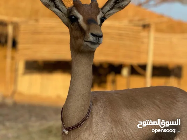غزلان للبيع دماني عماني ومها عربي
