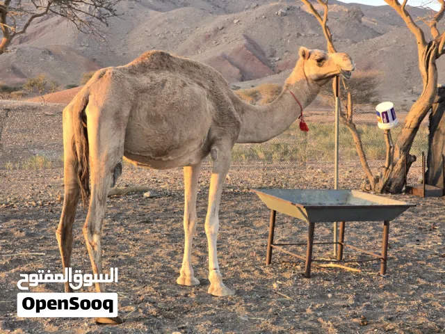 لبيع ناقه مال انتاج ع مناخ