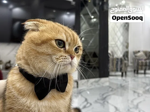 قط ذكر  سكوتش فولد  مع كامل ملحقاته  السعر : 60