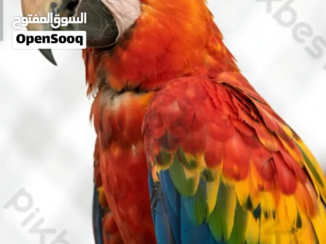 مطلوب ببغه بسعر مناسب