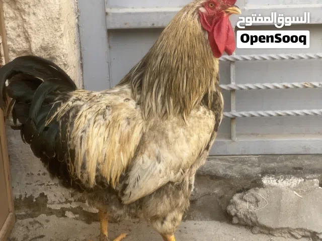 ديك  ابيض مبروك عمره سنه