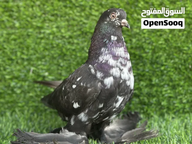 الله يبارك اقرا الوصف