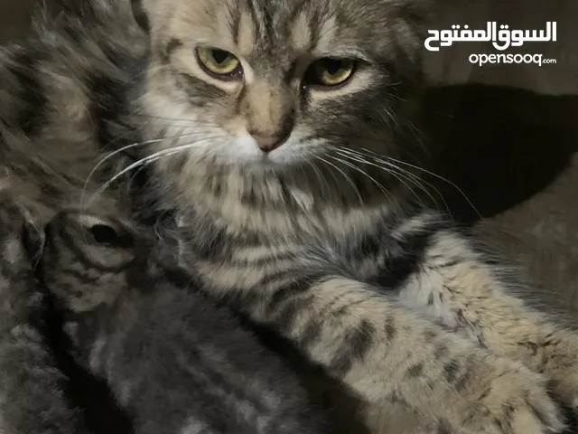 قطه لديها ثلاث أطفال