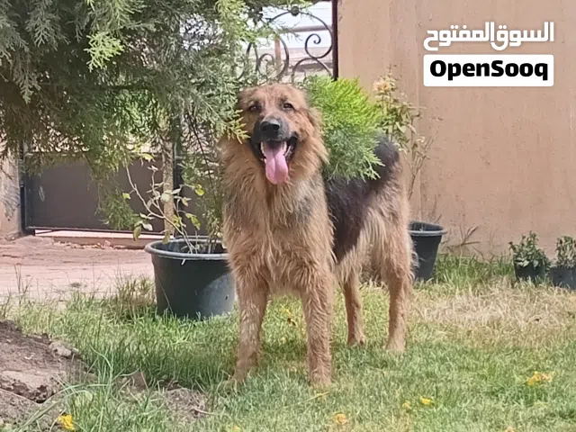 نتايه جيرمن شيبرد شورت هير