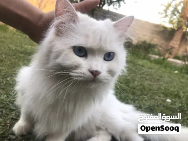 قطة اليفة ملقحة لون ابيض لون العيون زرقاء نوعها ربما نادر