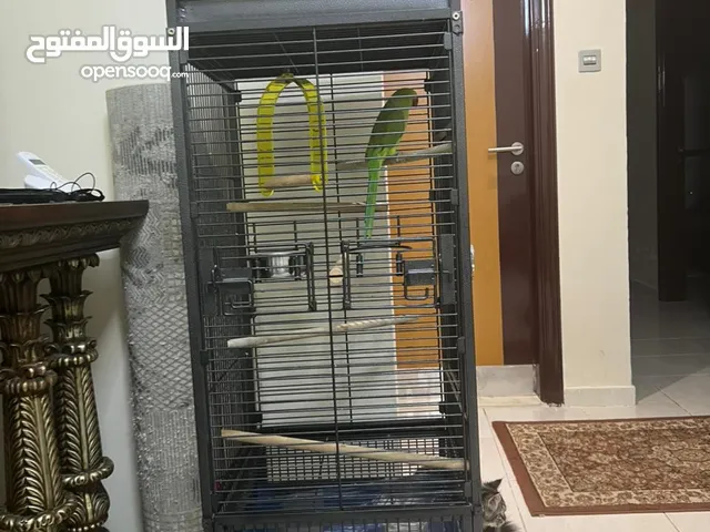 ببغاء الدرة