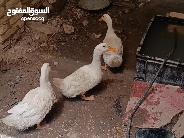سلام عليكم. بش عراقي