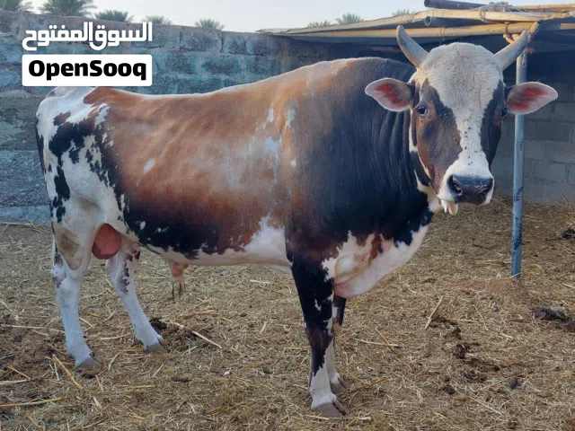 ماشاءالله تبارك الرحمن ثور ضخم جيرسي للبيع