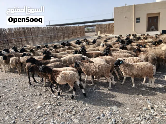 خرفان دوربر اضاحي