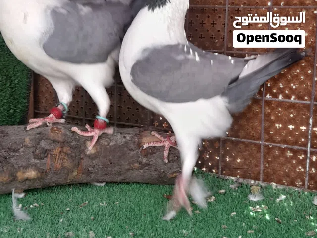 اربع جواز كنكات سيكيات للبيع ان شاءالله