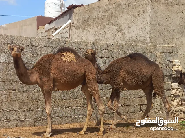 قعدان للبيع الله يبارك بسم الله ماشاء الله