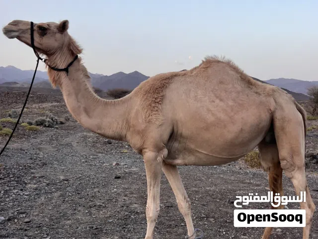 ناقه مدني سلالة رياض