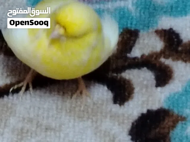 كناري صحة وسلامة جيد جدا