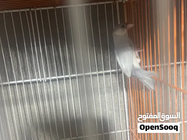 متاح ذكر جاوا