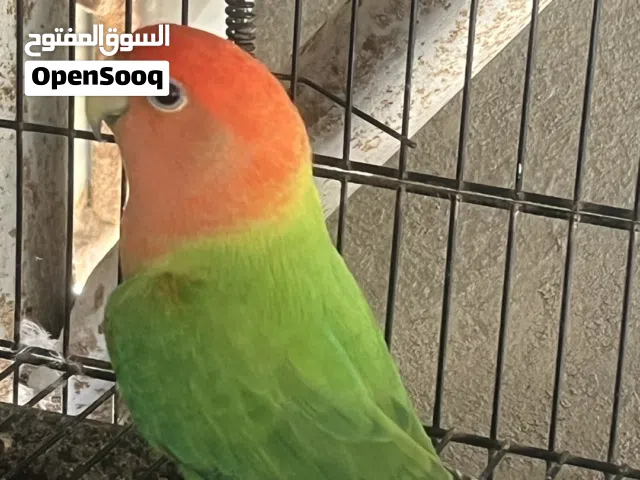 ذكر روز جاهده وصحته ممتازه