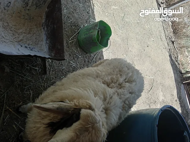 السلام عليكم طلي للبيع تفاصيل داخل الوصف