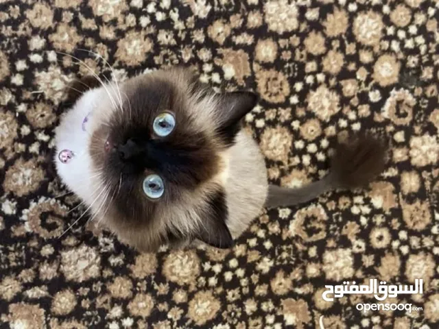 مطلوب قطا للتبني انثى جميله