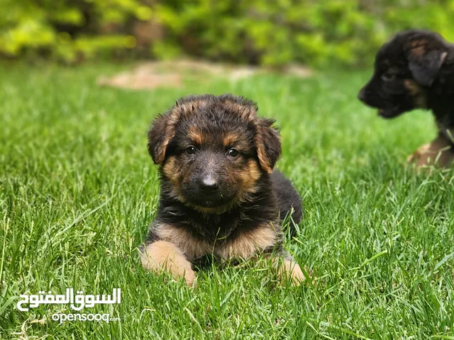 جراوي جيرمان شيبرد مواصفات عاليه عمر 48 يوم