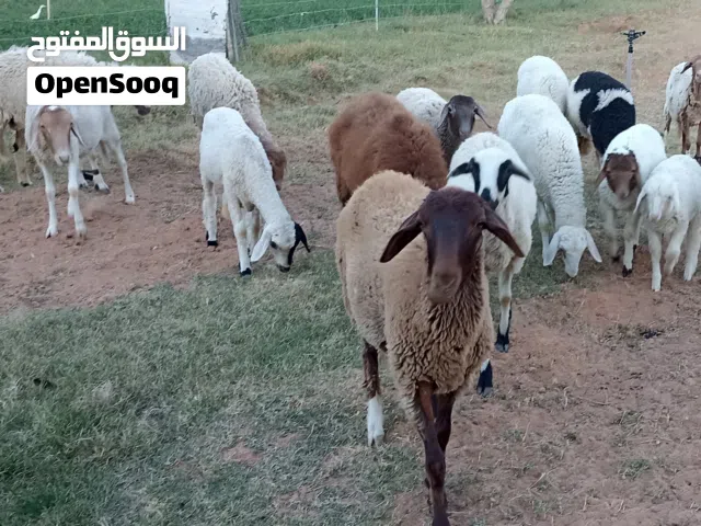 12نعجه فيهم 8بركوسات و2اول جمع وحده تنيه وحده رباع و4خرفان وفطيمة عمرهم 3شهور ونص