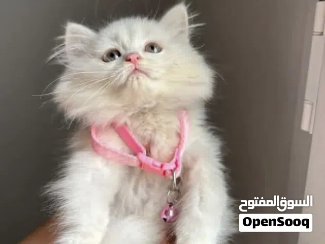 قطوس مون فيس