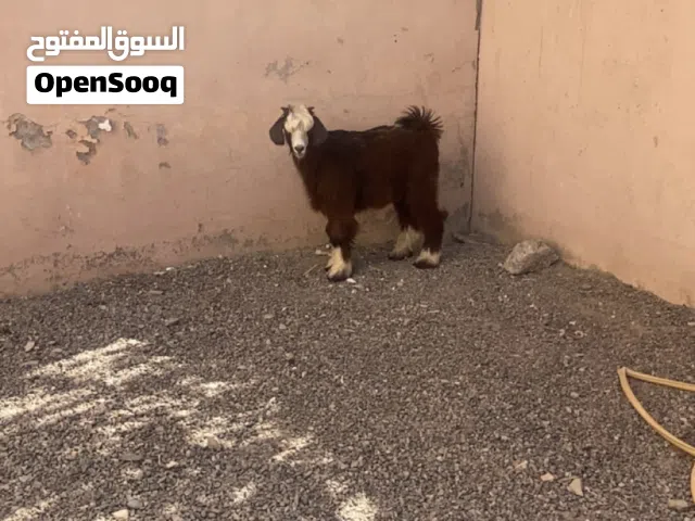 للبيع جدي سعيدي اصل