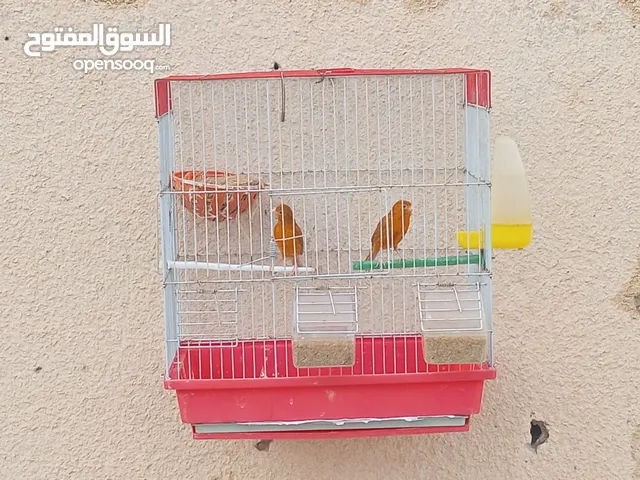 جوز كرزي وطيرة بيضا اقرأ الوصف