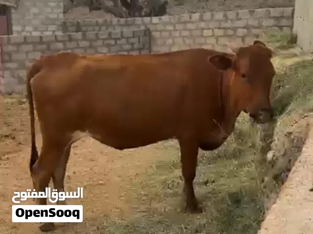 أبقار اضاحي