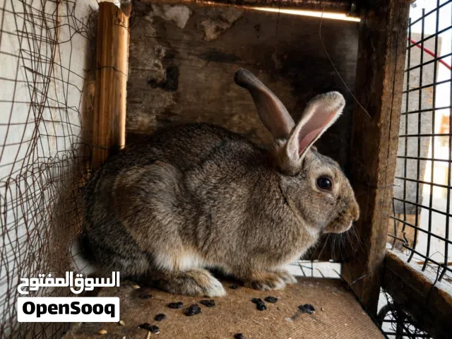 ارانب للبيع بسعر مغري مع دجاج مده العرض ليوم الجمعه