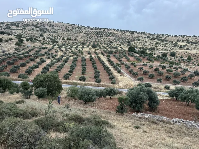 من المالك مباشرة دونم ونصف مميزة جدا 1657m (((قوشان مستقل )))
