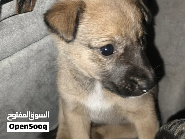كلب شوارع للتبني مجاناً