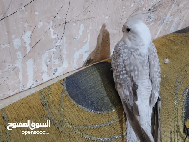 كوكتيل انكليزي توه ياكل