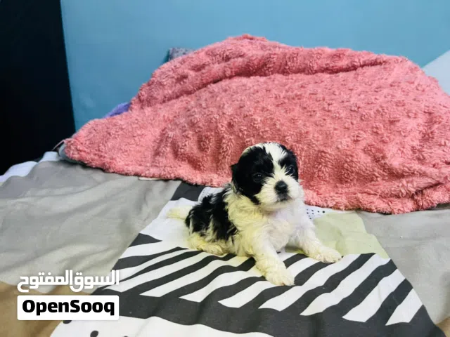 shih tzus puppys