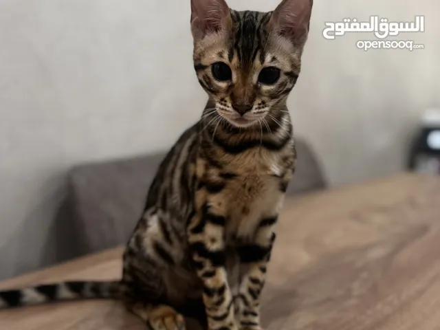 مطلوب ذكر بنغال للتزاوج