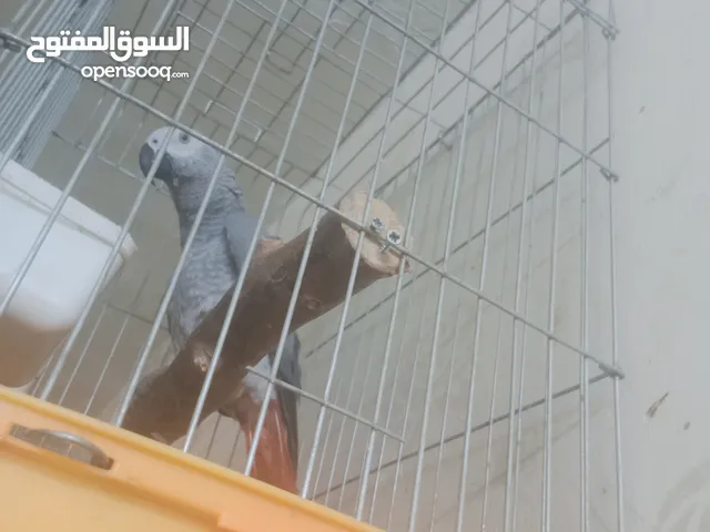 بغبغاء كاسكو