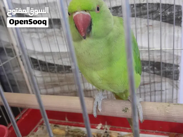 ببغاء دره انثى اليف للبيع مع قفص (اقرأ الوصف)