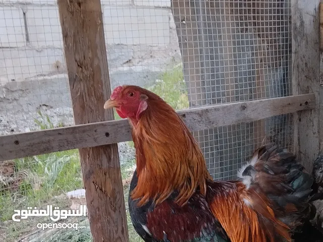 دجاج بلدي للبيع