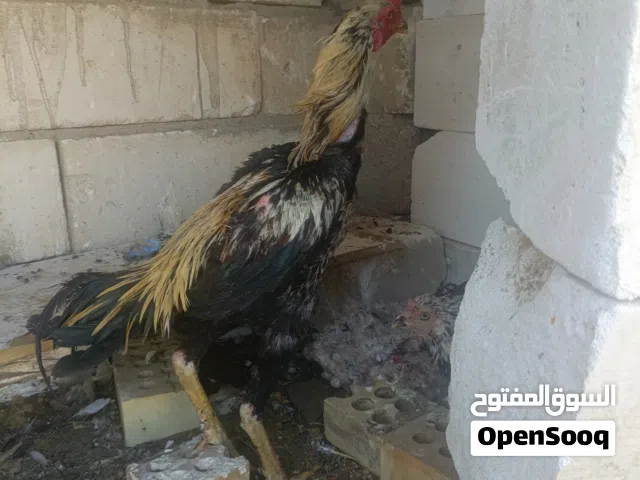 دجاج هراتي ديج ودجاجه. وصف