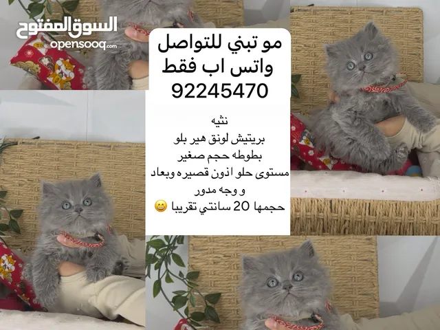 قطط مميزين جدا