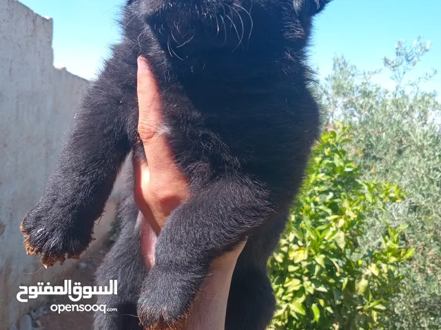 جيرمان ذكر و أنثى