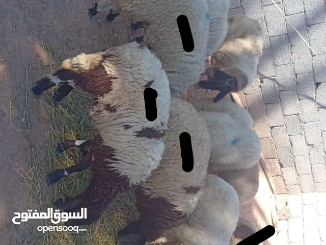 فطايم للبيع العدد 8 لبيع جمله اوقطاعي