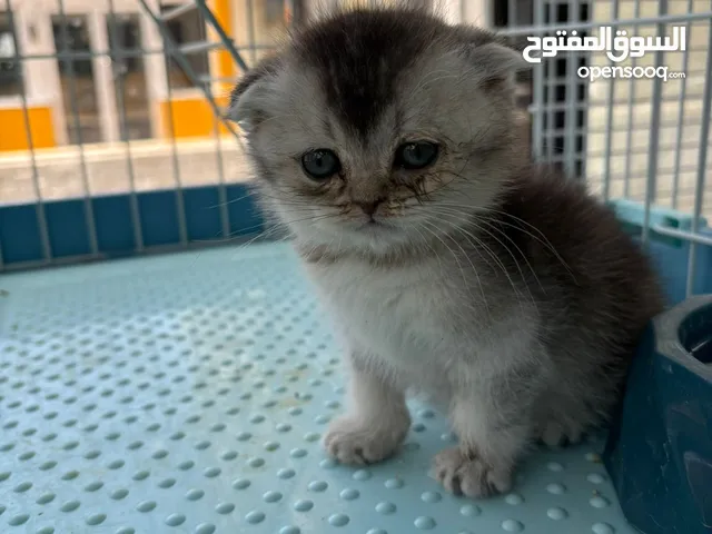 سكتش فولد و سكتش ستربت