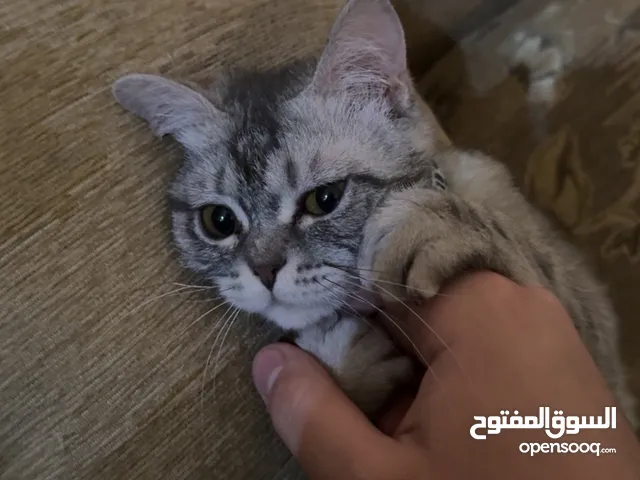 قط سكوتش فولد ستريت للبيع المستعجل