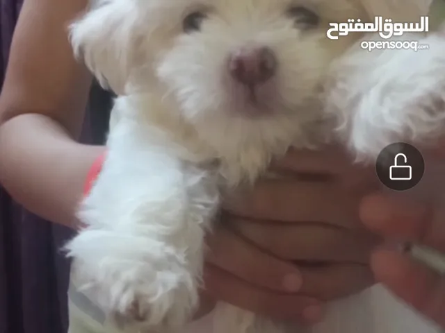 بنوته جريفون الماني بيور عمرها 55يوم